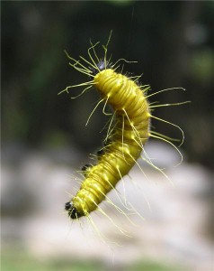 Thousands of caterpillars ‘discovered by Gatwick chiefs’