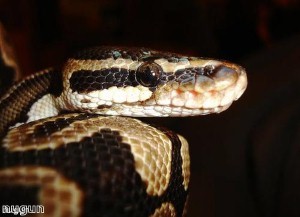 Chinese man passes snakes through his nostrils