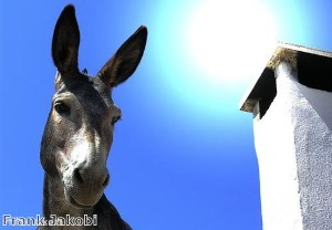 Colombian robbers find out crime doesn’t bray