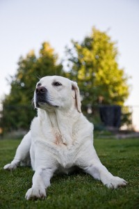 Dog swallows plastic frog and cow
