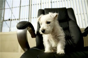 Dog to stand for mayoral elections in California