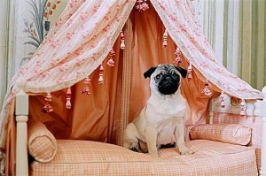 Doggy hotel to open in New York