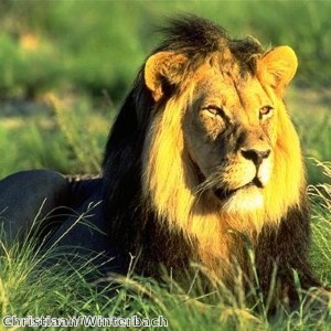 Escaped lion ‘eats women in her home’