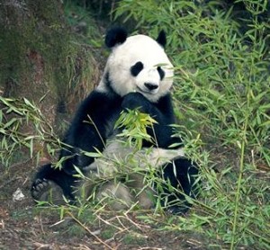 Female panda ‘gets flirty’