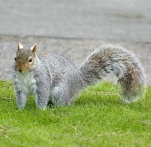Firefighters launch massive operation to rescue squirrel!