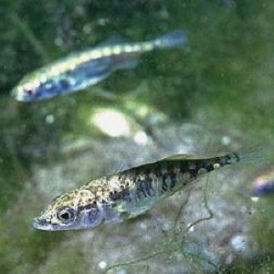 London Zoo hunting for a mate for “gorgeously ugly” fish