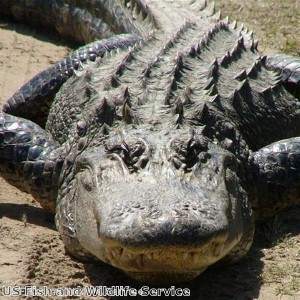 Florida teenager catches 800lb alligator