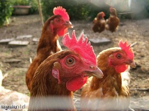 George Washington chicken nugget sells for £5k