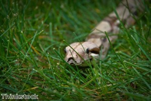 Giant python found to be culprit of charity shop break-in