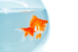 RSPCA urges people to stop eating live goldfish