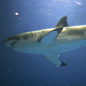Great white shark caught smiling