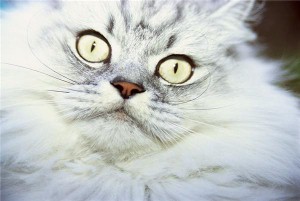 Grumpy Cat to be the face of Friskies