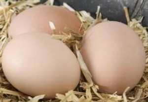 Help for Heroes gets £365,000 from eggs tie-in