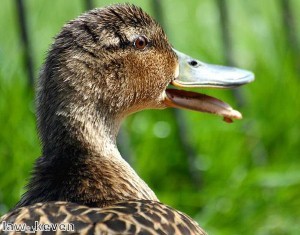 Herd of ducks take to Chinese motorway