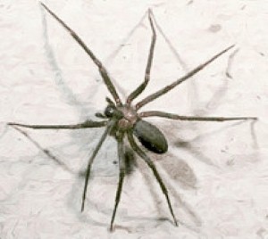 Home invasion: Family forced to flee after 6,000 venomous spiders come to stay
