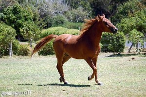 Horse trek challenge in aid of hero troops