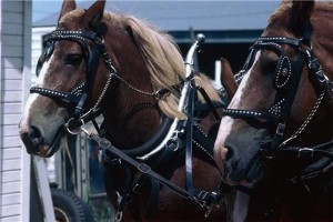 Horses join quest to raise Help for Heroes funds