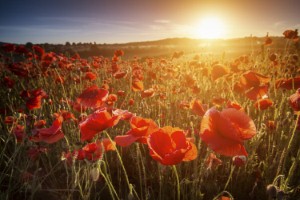 Royal British Legion urging people to 'Rethink Remembrance'