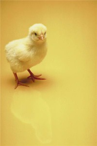 Is determining the gender of chickens Britain’s worst job?