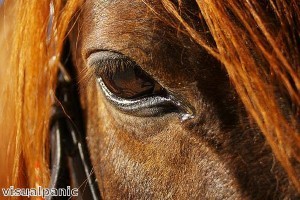 Limited edition War Horse to raise money for RBL
