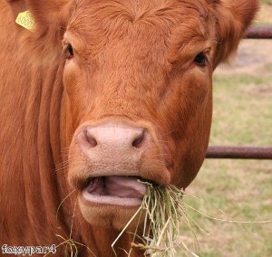 Man gives cow a lift in his car