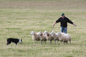 Man spends world record £8.4k on sheepdog
