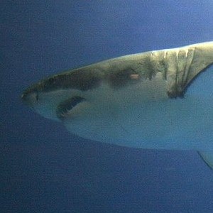 Man surfs on great white shark’s back