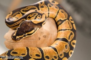 Man takes bite out of python