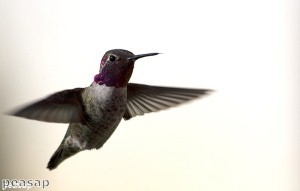 Man tries to smuggle birds in pants on a plane