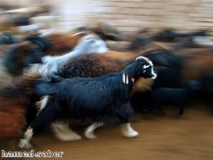 Moroccan goats climb trees for food