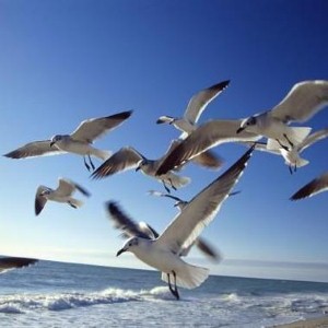 Man asks council: Can I shoot seagulls and eat them for dinner?