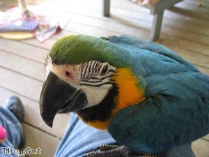 Rocket the parrot ‘is multilingual’