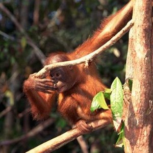 Orangutan awarded status as ‘non-human person’