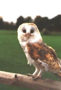 Owl turns head upside down