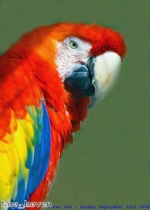 Parrots learn how to bark and work as security