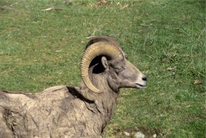 Randy the ram fathers 33 lambs in 24 hours