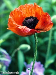 RBL fundriaser’s efforts recognised