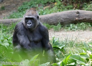 Sarcastic gorilla gives wry grin