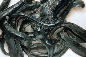 Schoolboy’s sore throat turns out to be a leech growing inside him