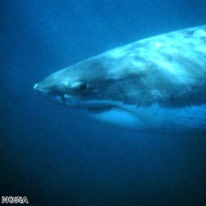Shark swims away scared from killer whale