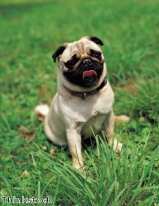 Skydiving pug ‘is having a ball’