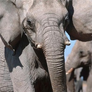 Snoozing elephant causes traffic jam