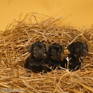 Doberman gives birth to 13 puppies in Suffolk