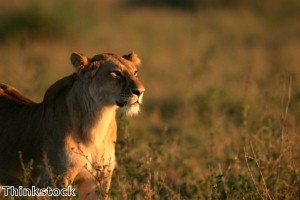 Sponsored safari walk for hero troops