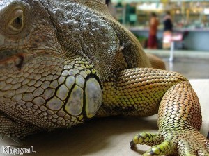 Teenager keeps pet lizard called Fluffy