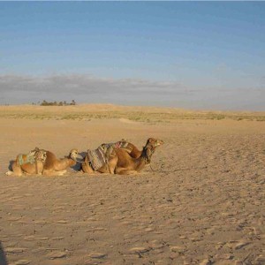 Pub manager speaks about his H4H desert trek