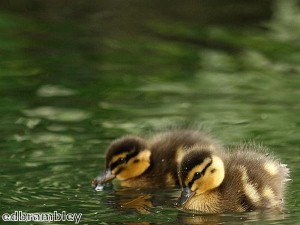 Cat breastfeeds runaway ducklings