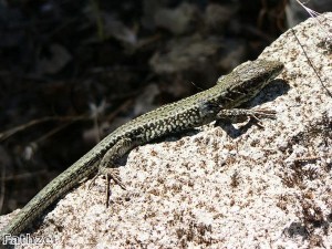 UK schoolboy finds lizard in his loaf