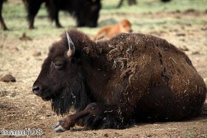 US family has two buffalo as pets