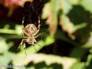 Weird news: Stone-age spiders and other weird news